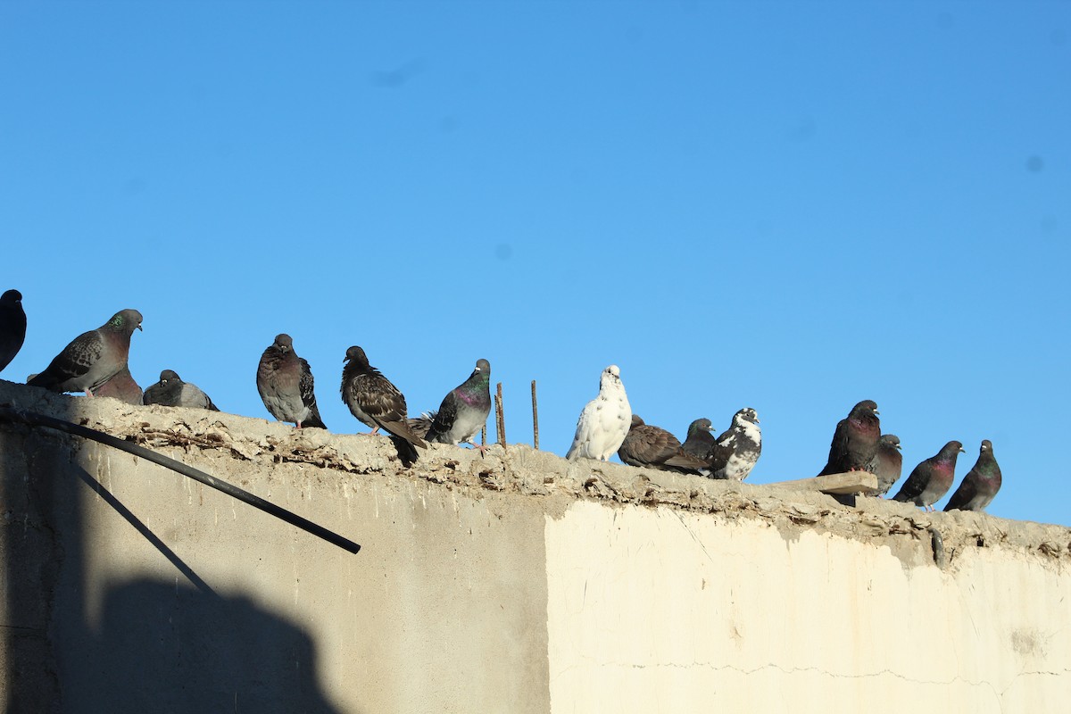 Rock Pigeon (Feral Pigeon) - Sara Alcalá Jiménez