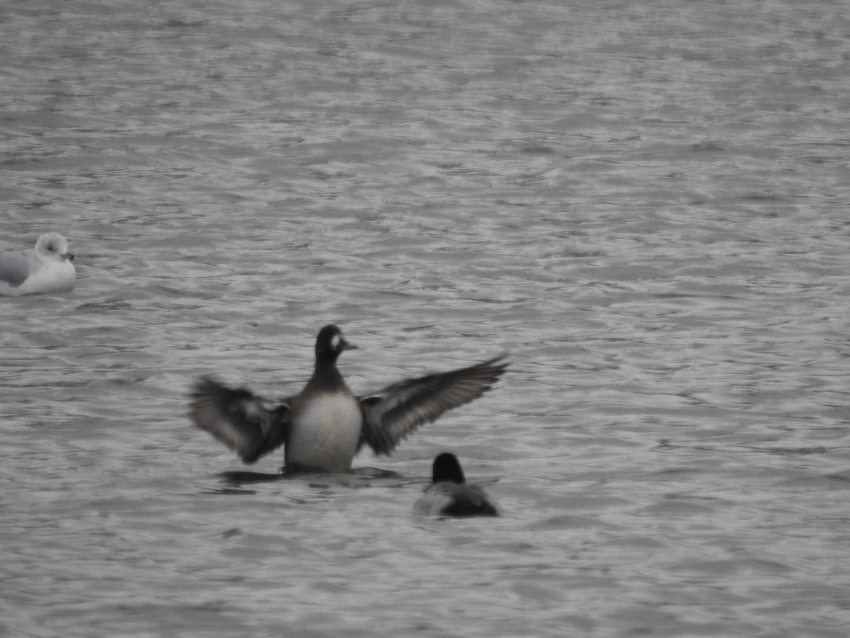 Lesser Scaup - ML284807151