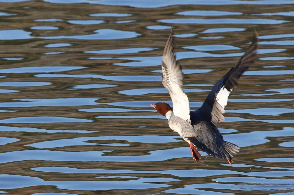 Common Merganser - Ken Rosenberg