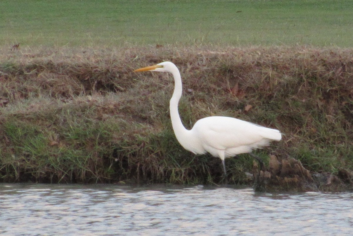 Great Egret - ML284808231