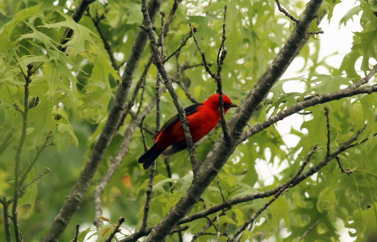 Scarlet Tanager - ML28480901