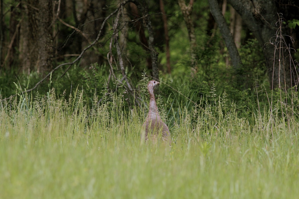 Wild Turkey - ML28480911