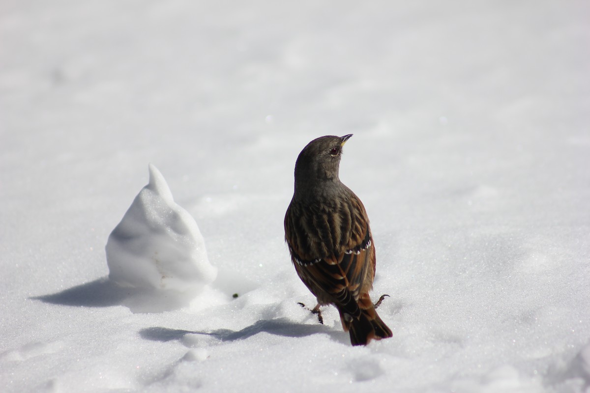 Alpine Accentor - ML284809241