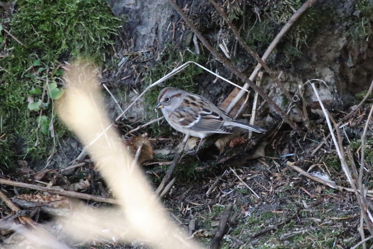 American Tree Sparrow - ML284809441