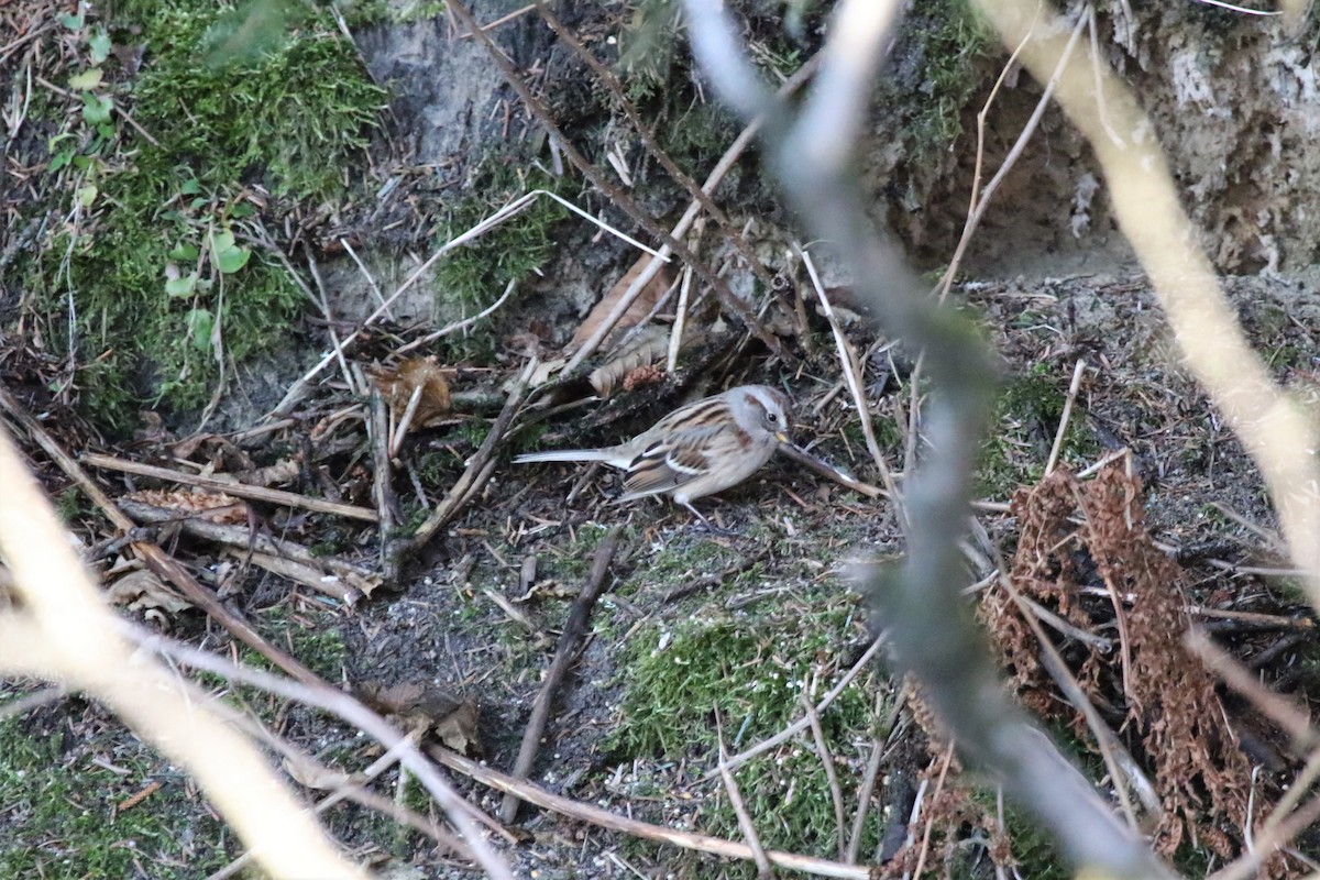 American Tree Sparrow - ML284809451