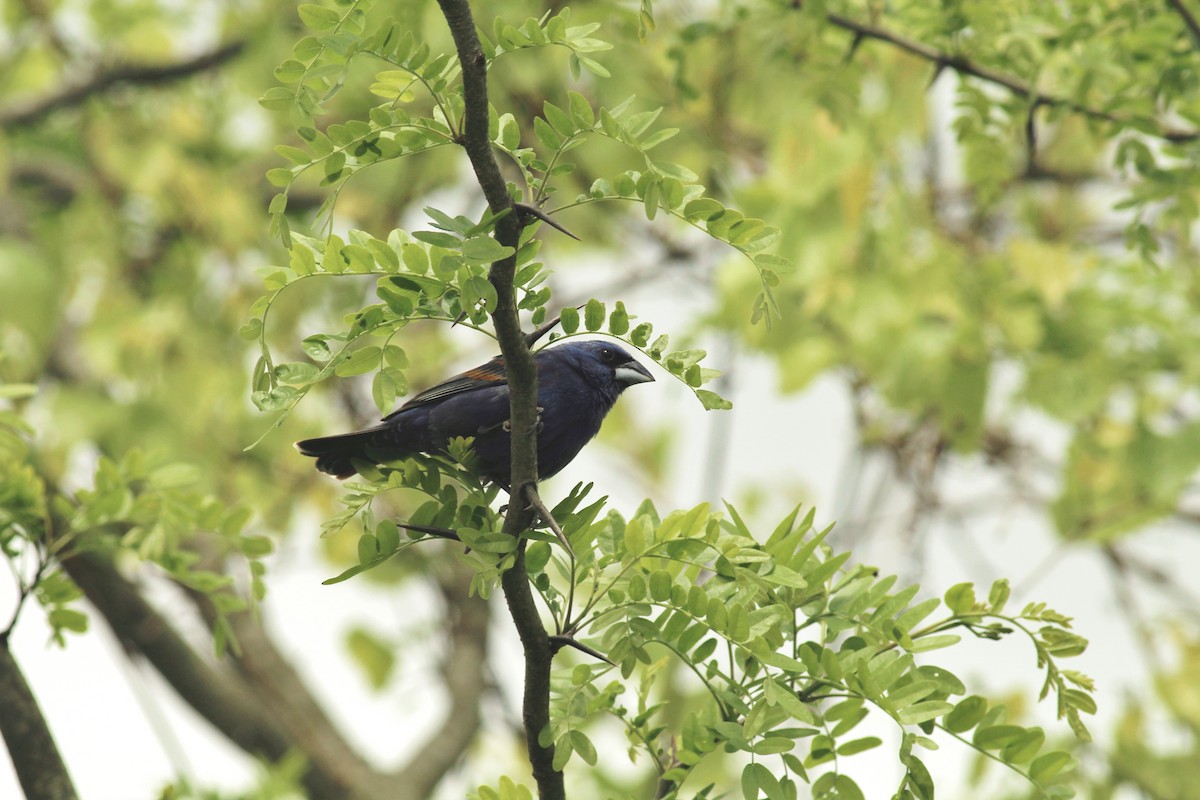 Blue Grosbeak - ML28481031