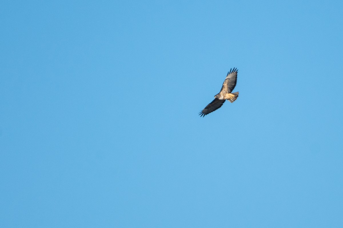 Red-tailed Hawk - ML284811971