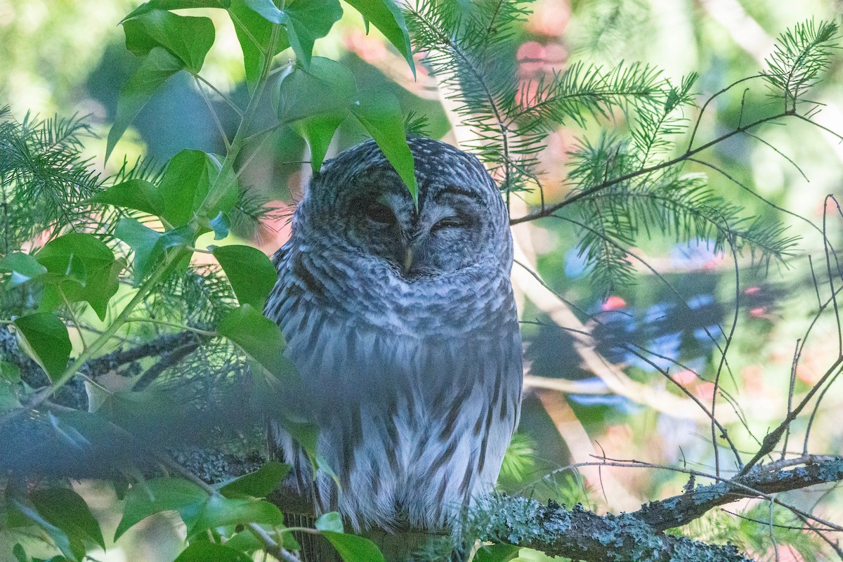 Barred Owl - ML284812051