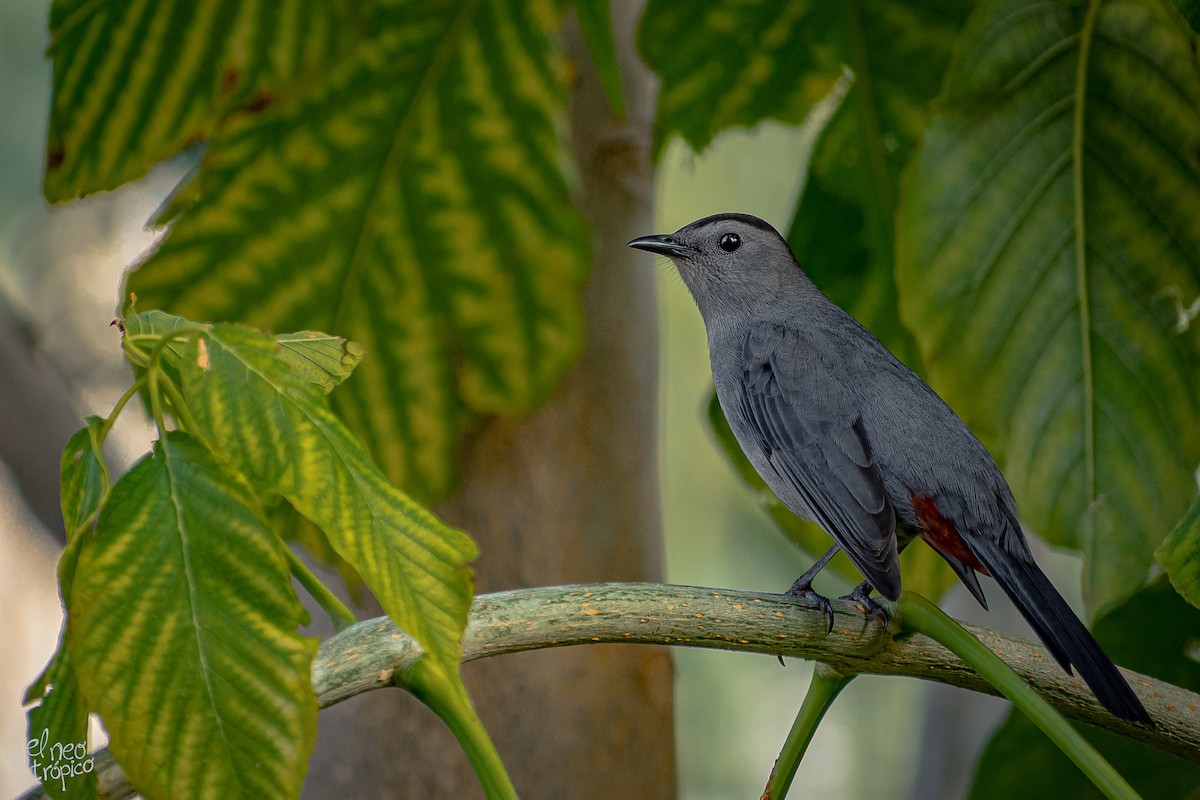 Gray Catbird - ML284812991