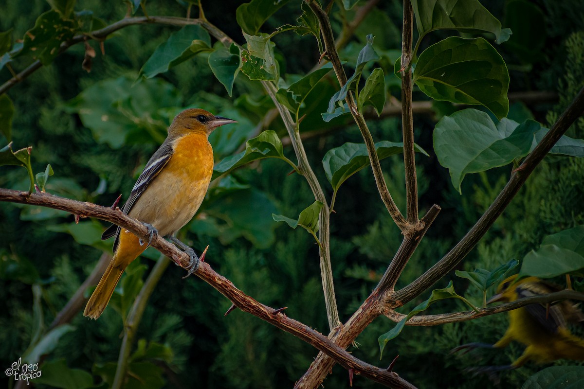 Baltimore Oriole - Daniel Pineda Vera