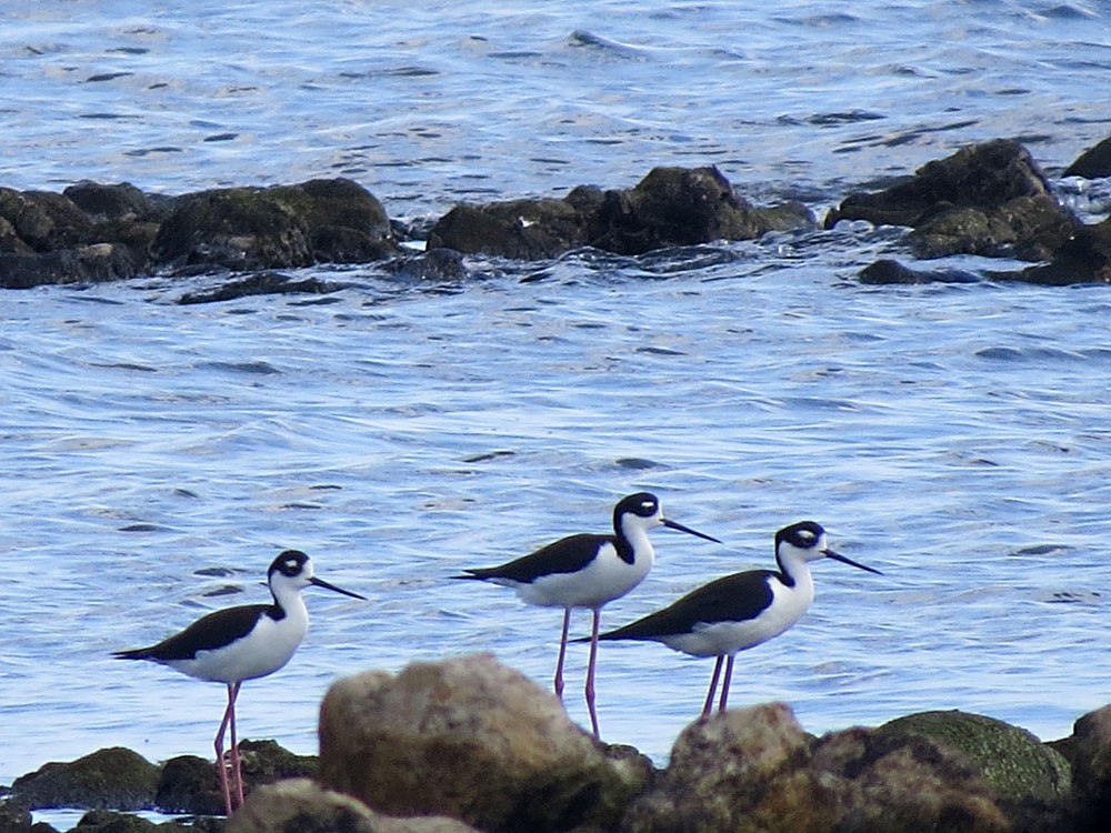 Black-necked Stilt - ML28481361