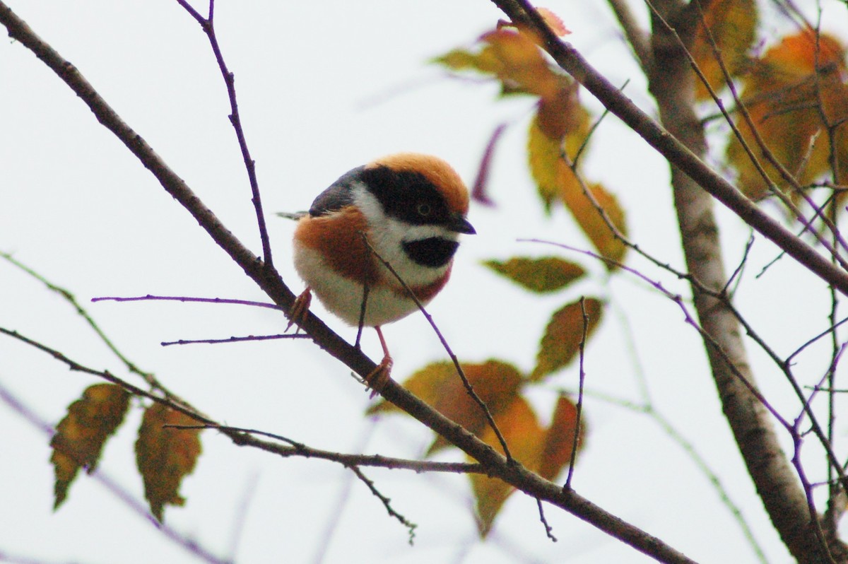 Black-throated Tit - ML284813781