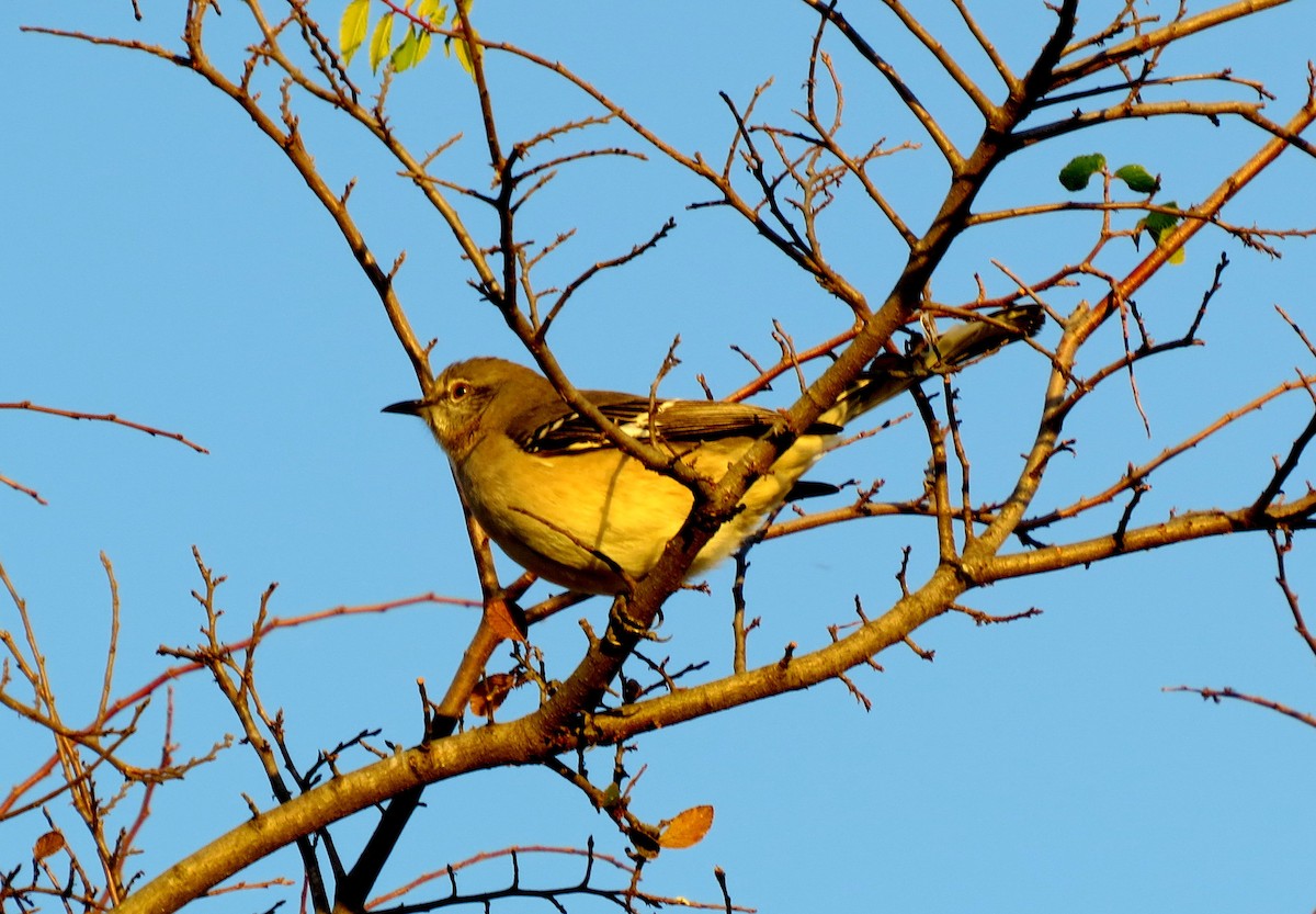 Northern Mockingbird - ML284816171