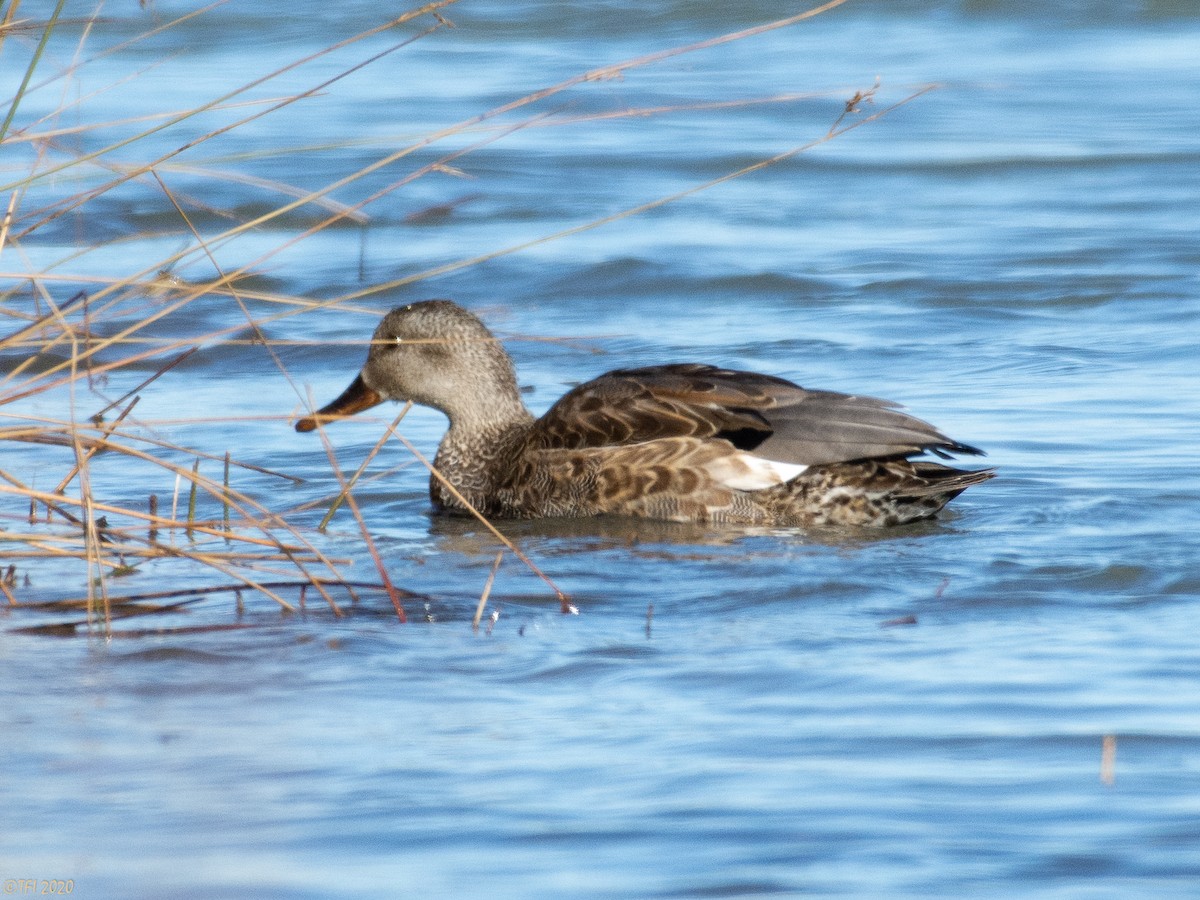 Canard chipeau - ML284816511