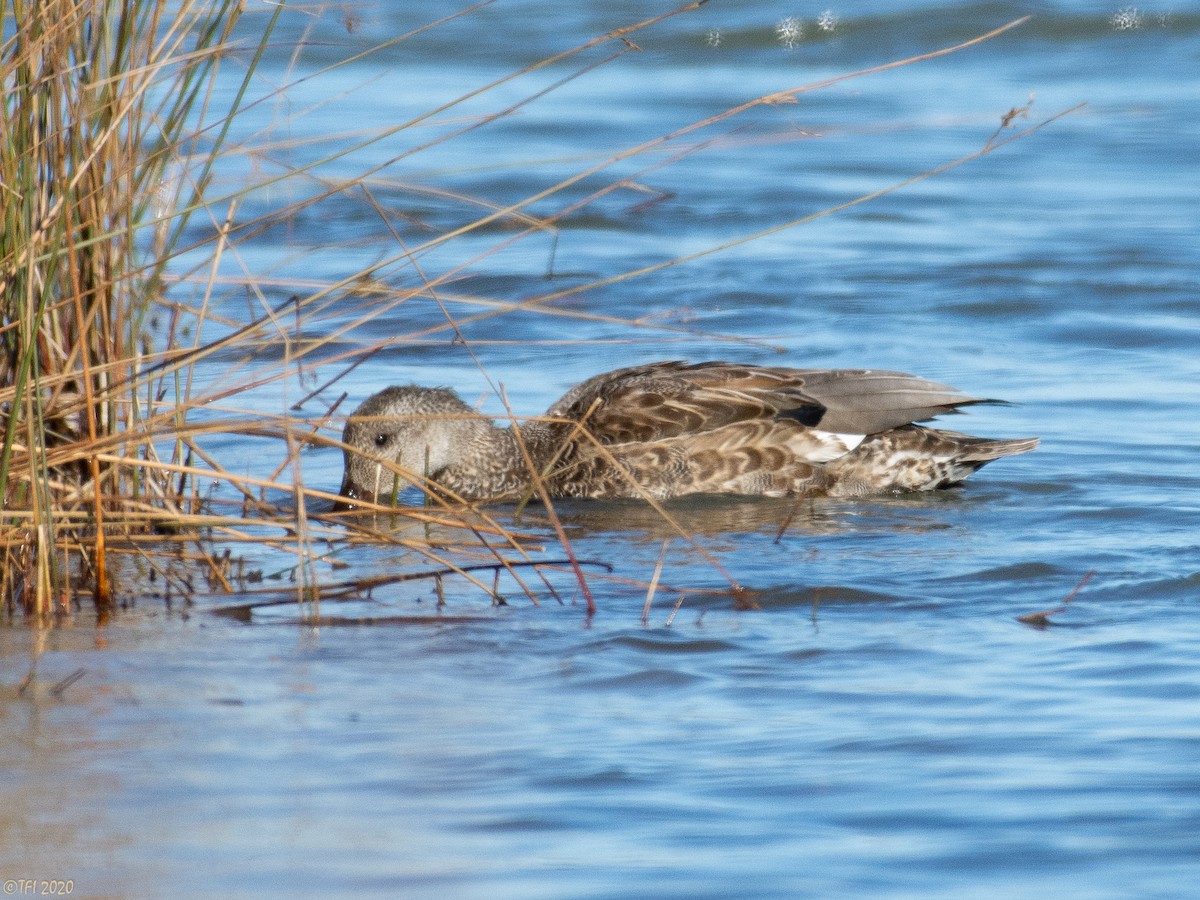 Canard chipeau - ML284816521