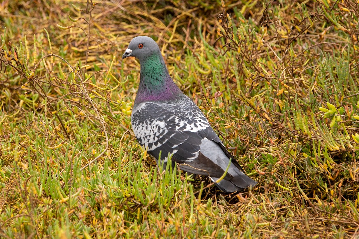 Rock Pigeon (Feral Pigeon) - Pema Zonglo