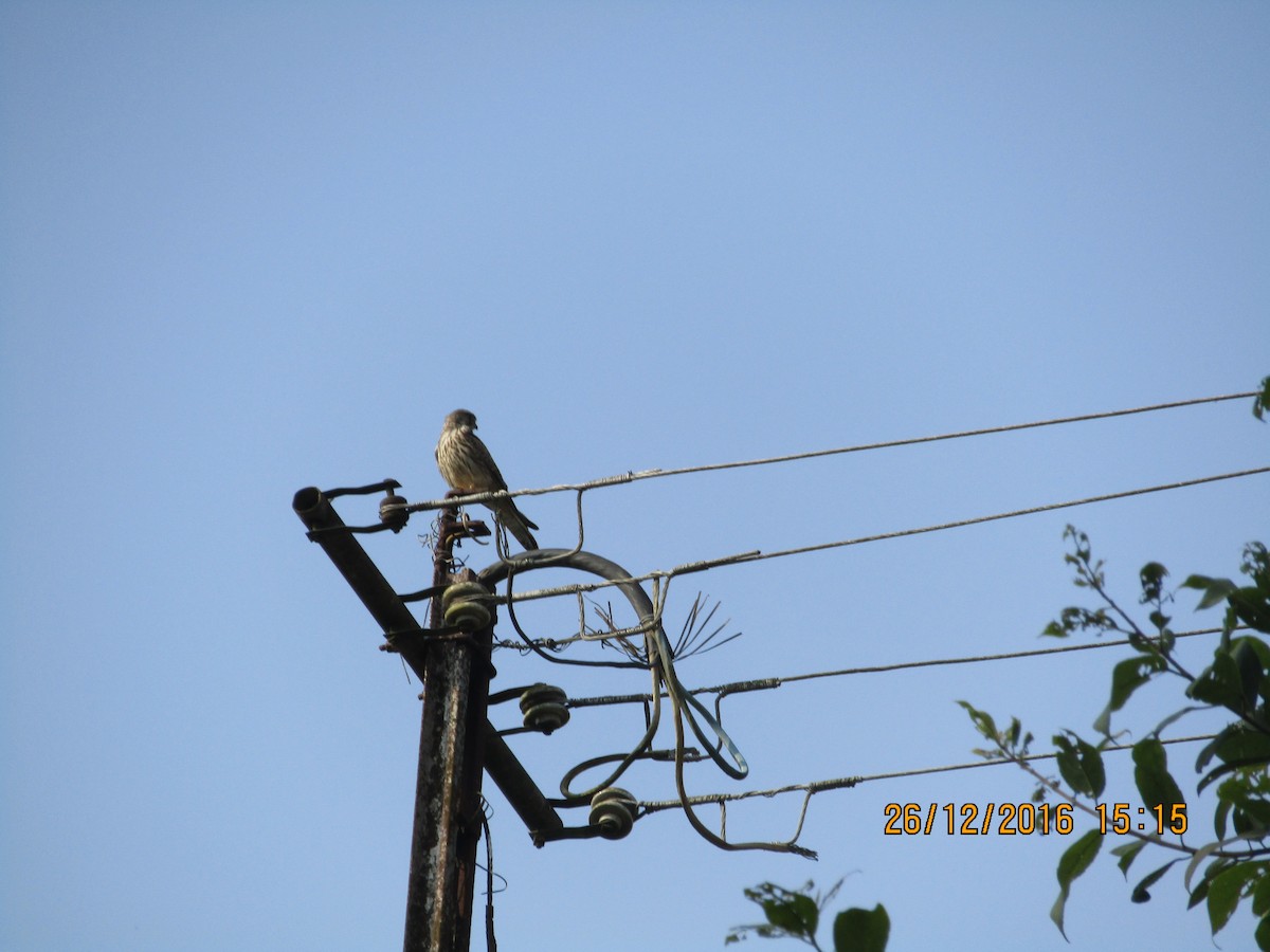 Eurasian Kestrel - ML284818291