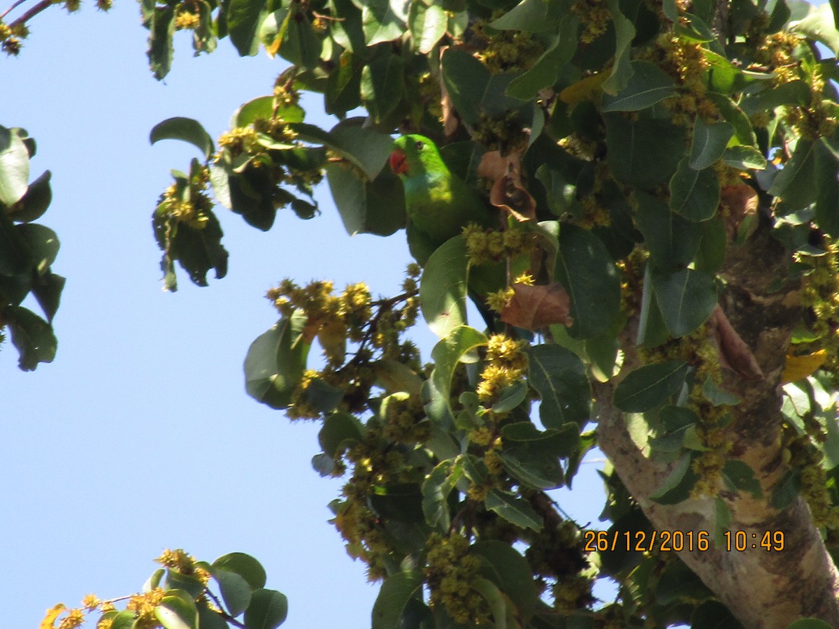 Vernal Hanging-Parrot - ML284818391