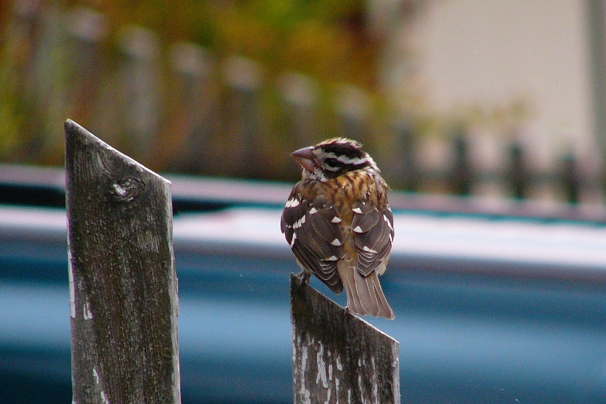 Rose-breasted Grosbeak - ML284818501