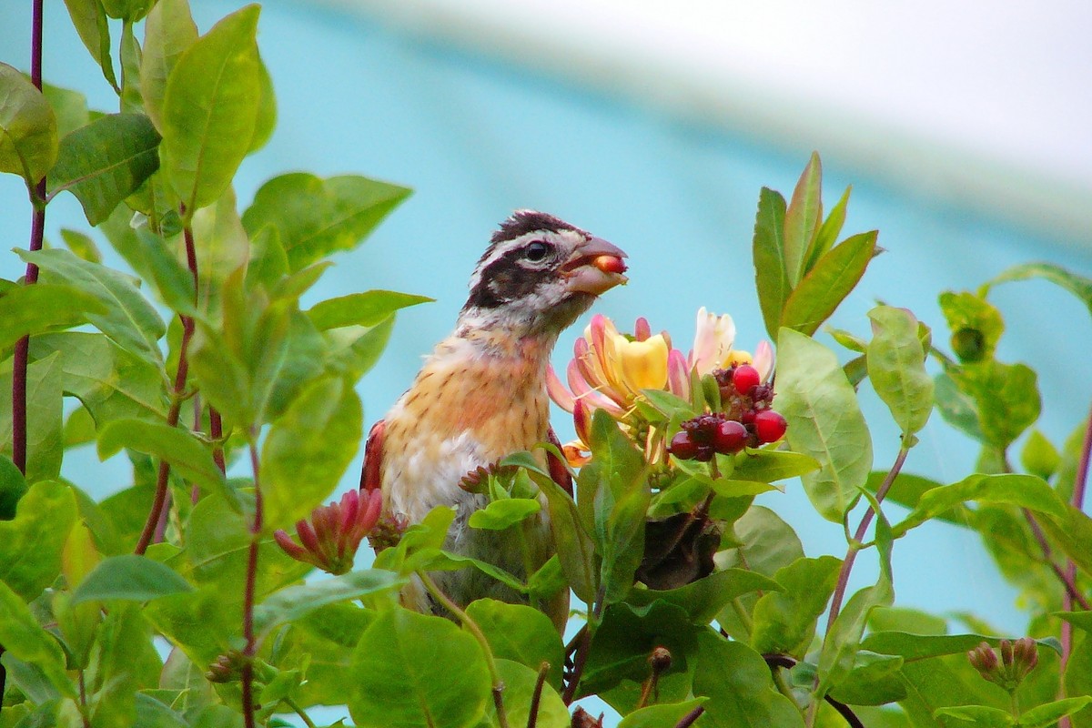 Rose-breasted Grosbeak - Steve Heinl