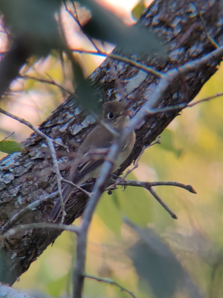 Western Flycatcher (Pacific-slope) - ML284818821