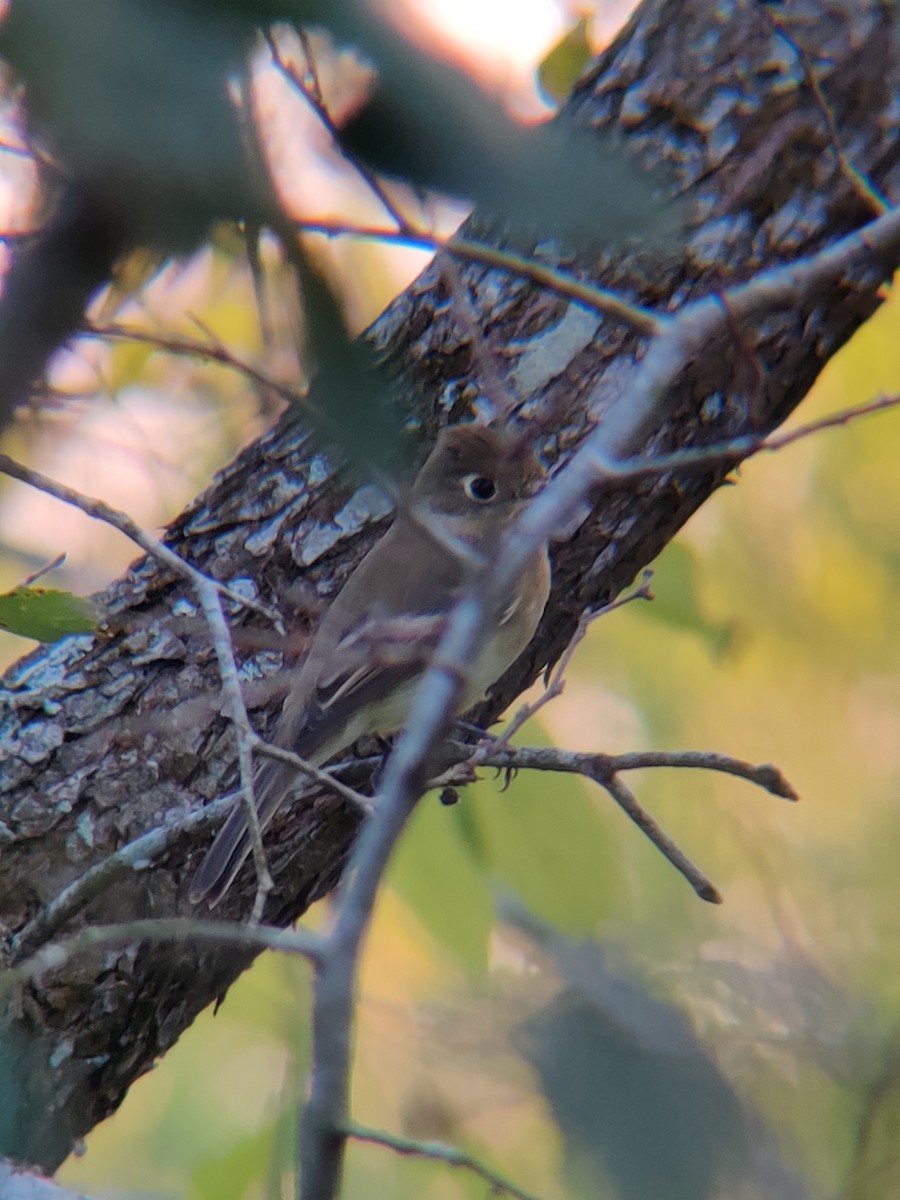 Western Flycatcher (Pacific-slope) - Clayton leopold