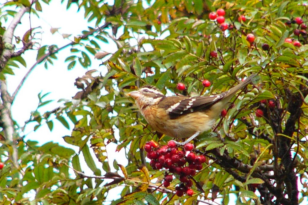 Rose-breasted Grosbeak - ML284819911