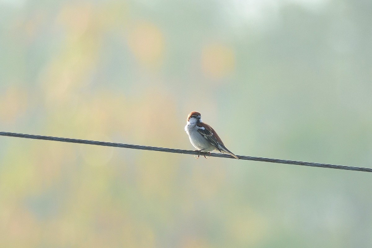 Russet Sparrow - Lee-Lien WANG