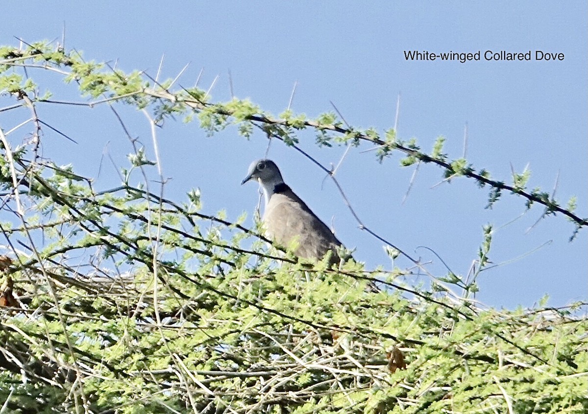 White-winged Collared-Dove - Howie Nielsen