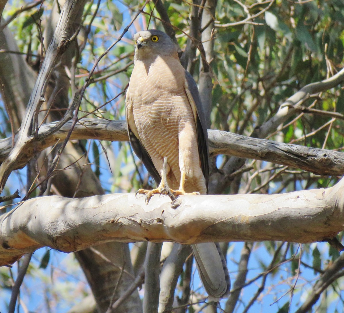 Brown Goshawk - Richard Arnold