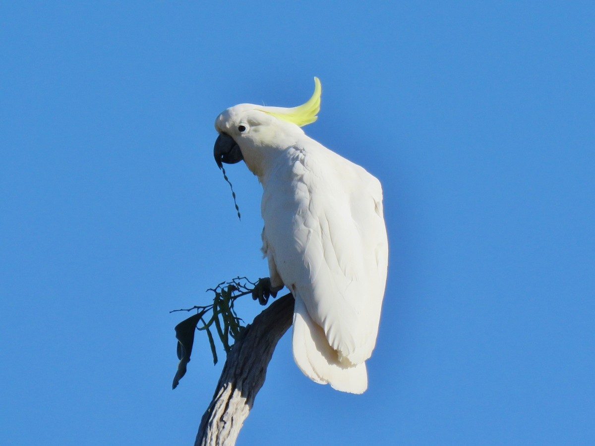 Sulphur-crested Cockatoo - ML284823981