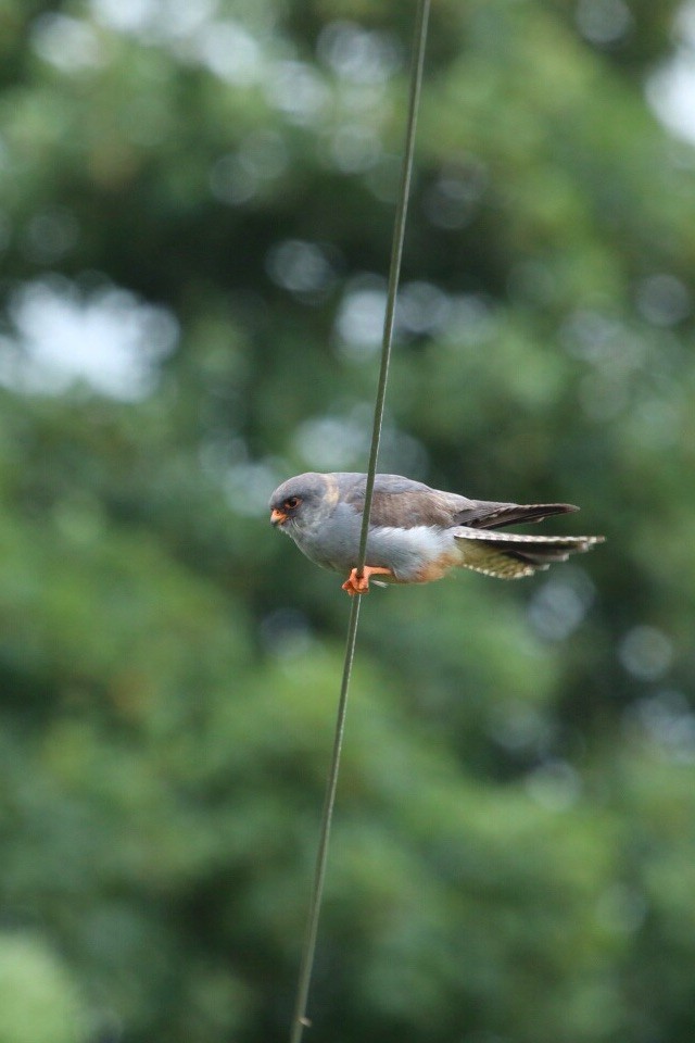 Red-footed Falcon - ML284824161