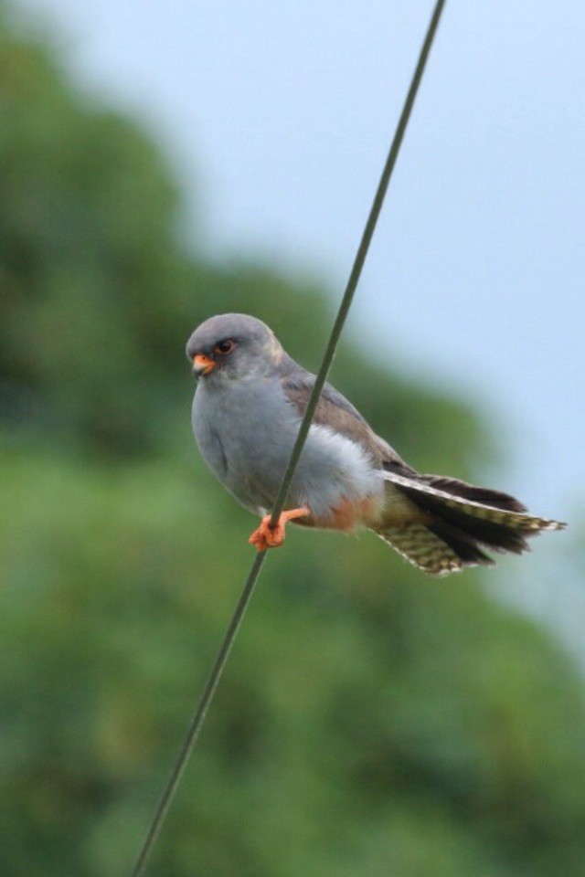 Red-footed Falcon - ML284824171
