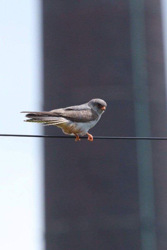 Red-footed Falcon - ML284824181