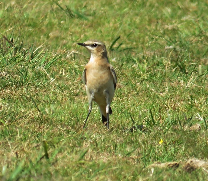 Northern Wheatear - ML284824211