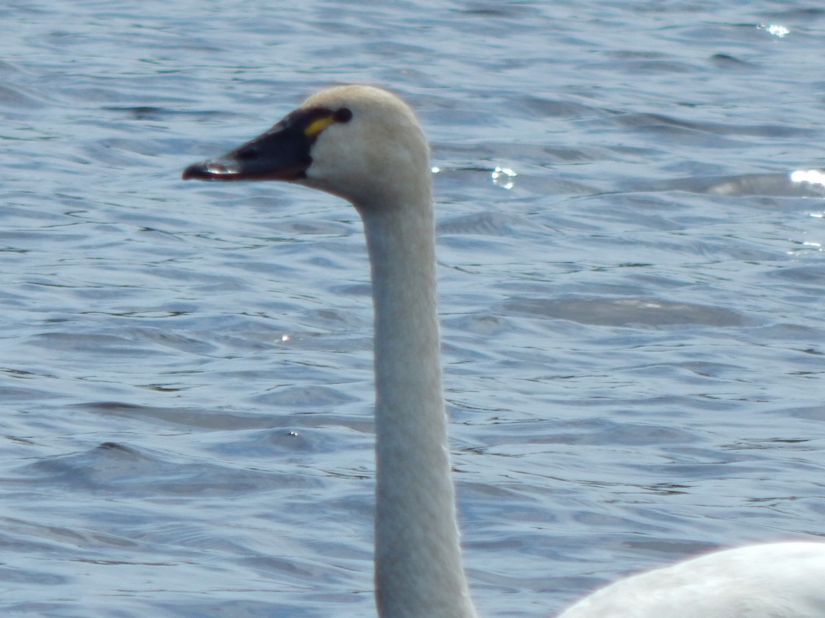 Tundra Swan - ML28482541