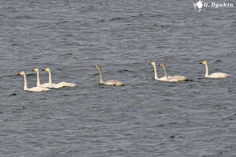 Tundra Swan (Bewick's) - ML284826001