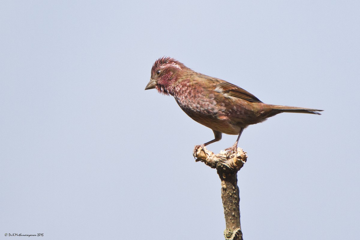 Dark-rumped Rosefinch - Muthu Narayanan
