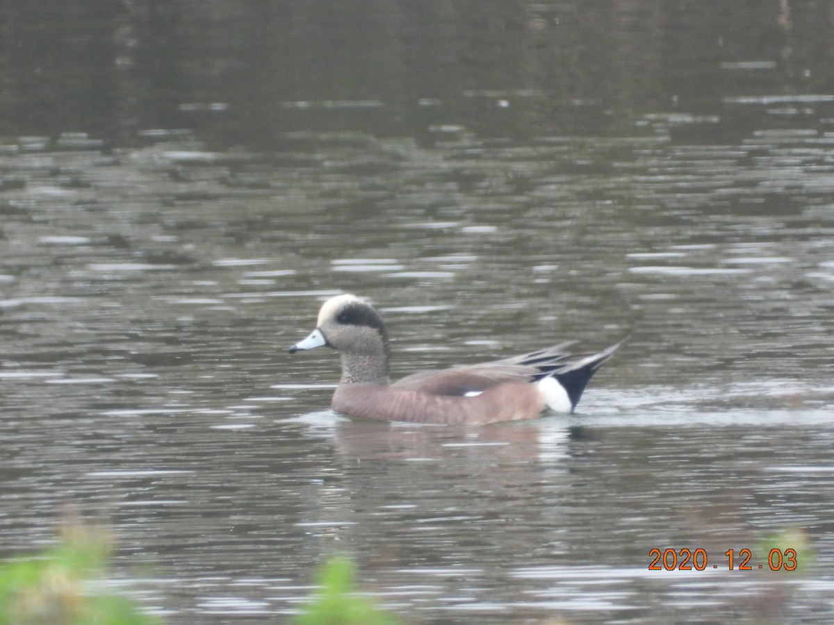 American Wigeon - Oscar Kuo