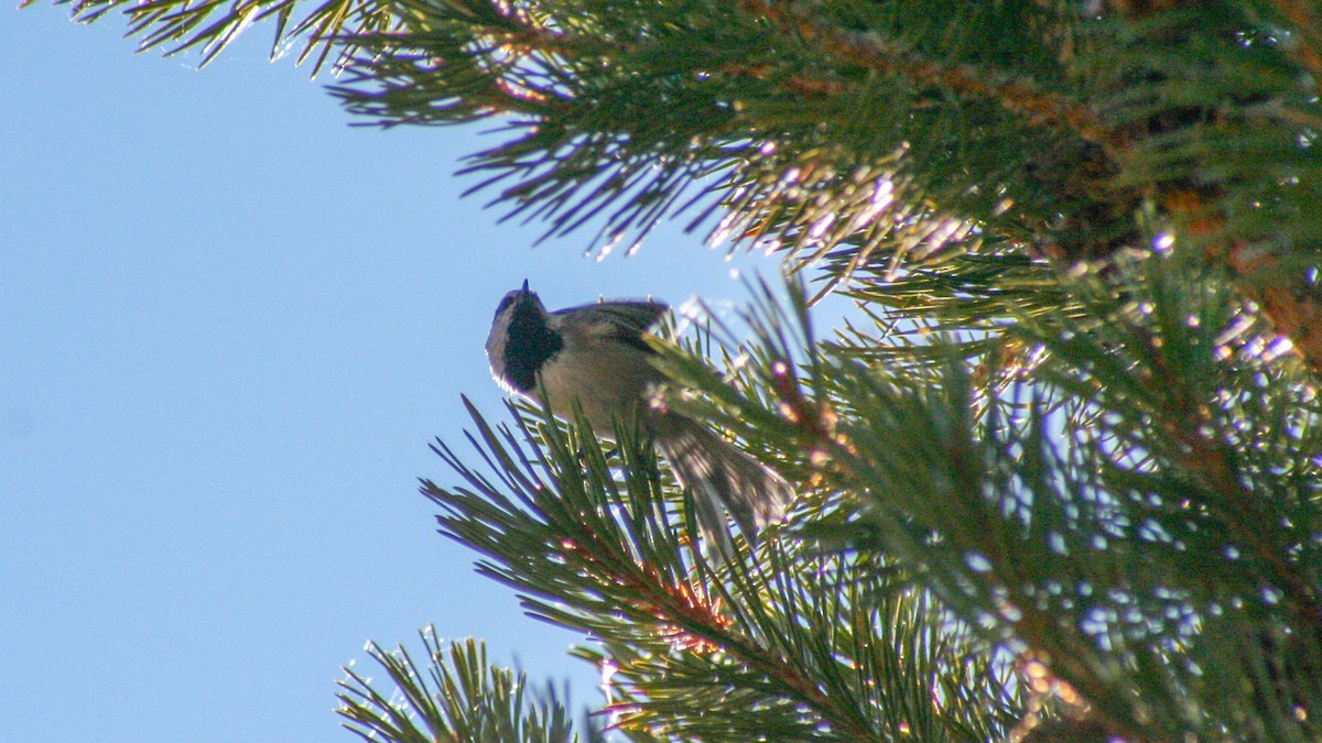 Mountain Chickadee (Pacific) - Germen Postma