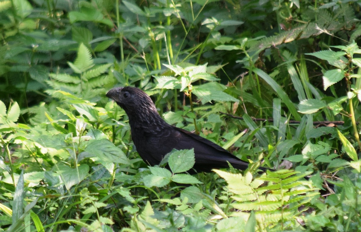 Groove-billed Ani - ML284829731