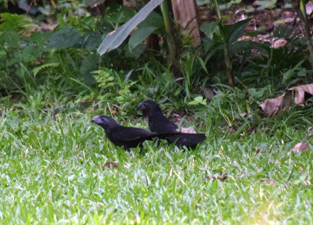 Groove-billed Ani - ML284829741