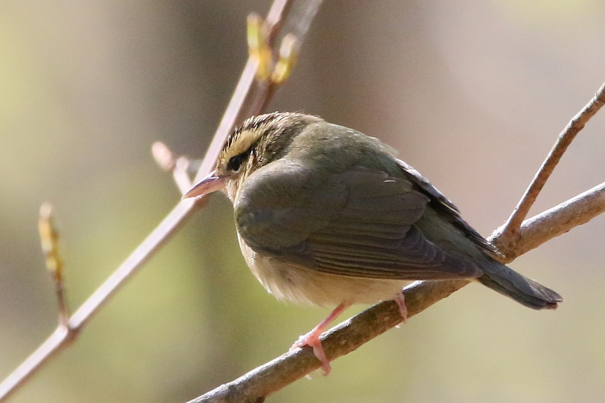 Worm-eating Warbler - ML28483211