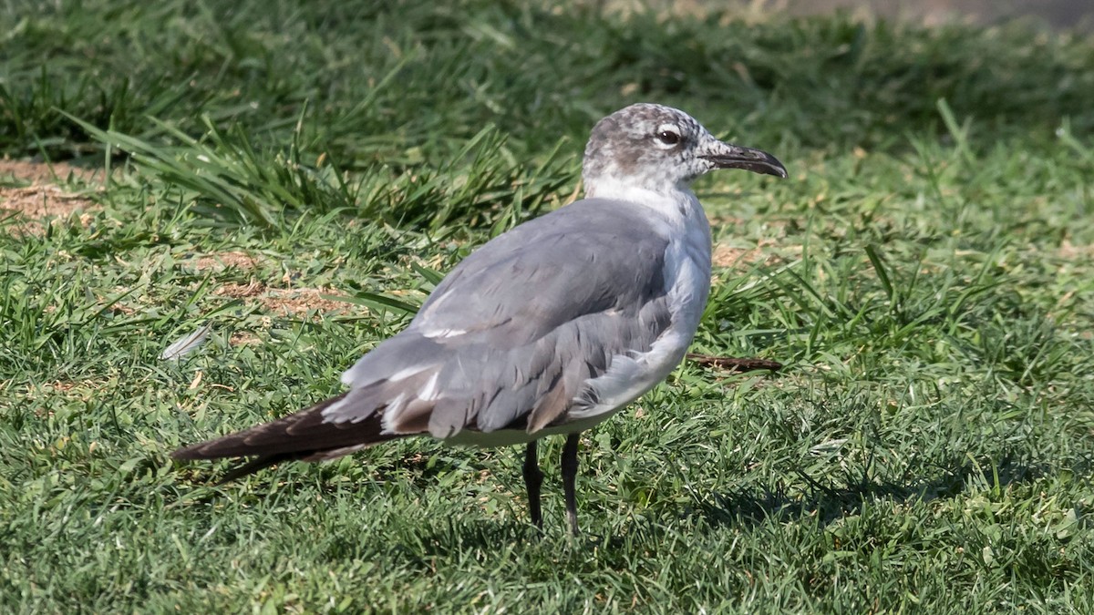 Laughing Gull - ML284832461