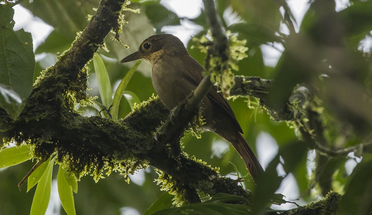 Chiriqui Foliage-gleaner - Manlio Cuevas L.