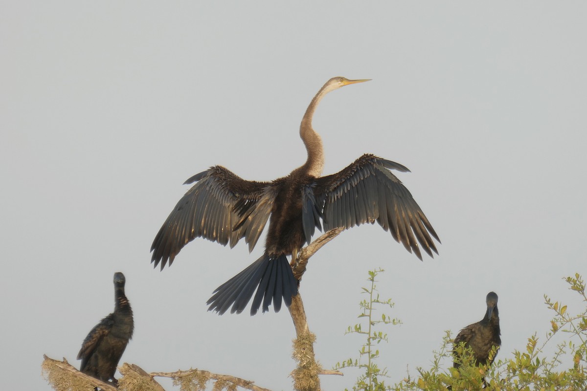 Oriental Darter - Gerd Schön