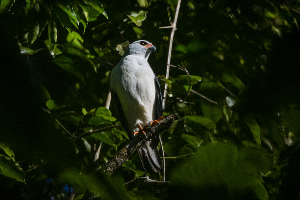 Gray-headed Goshawk - ML284835271