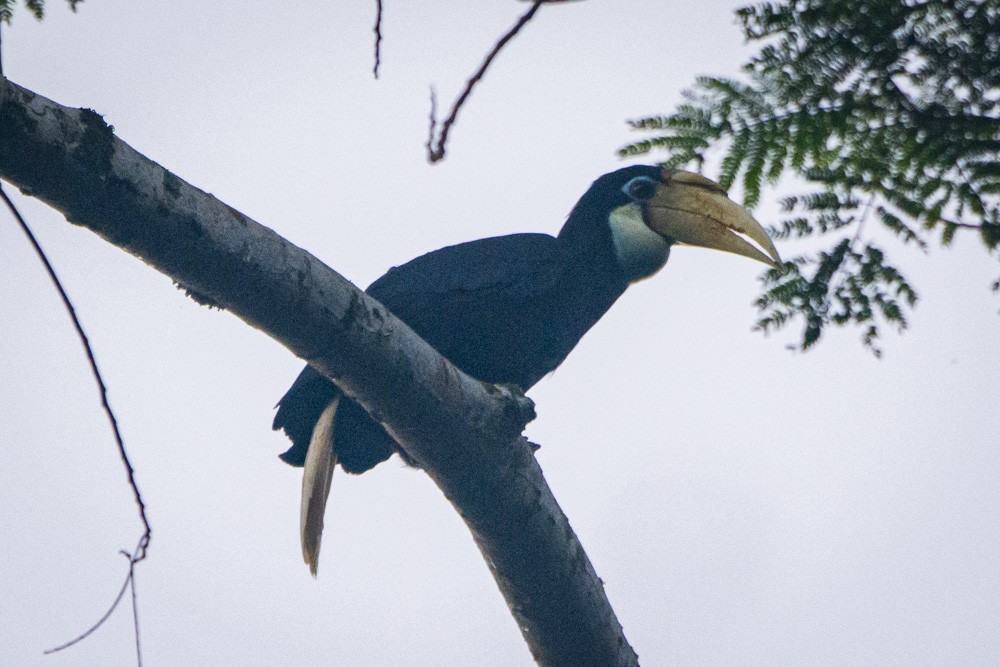 Blyth's Hornbill - David Bishop