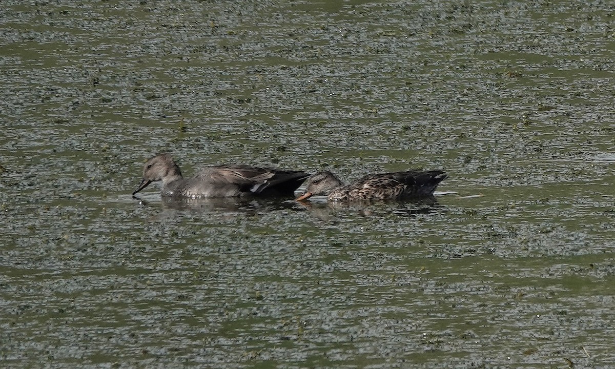 Canard chipeau - ML284835671