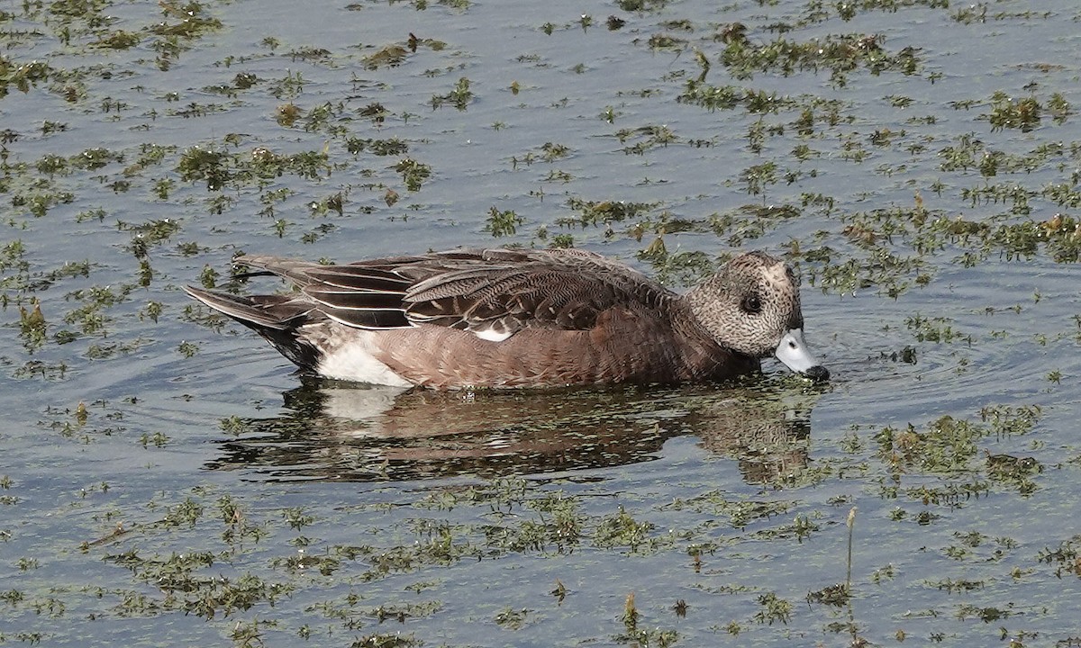 American Wigeon - ML284835741